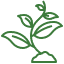 Outdoor Plants