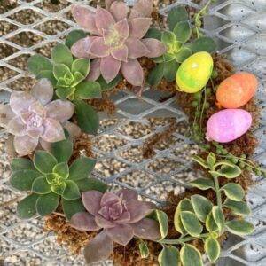 succulent spring wreath